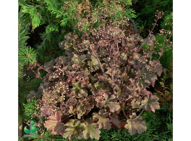 Heuchera   'Chocolate Ruffles'
